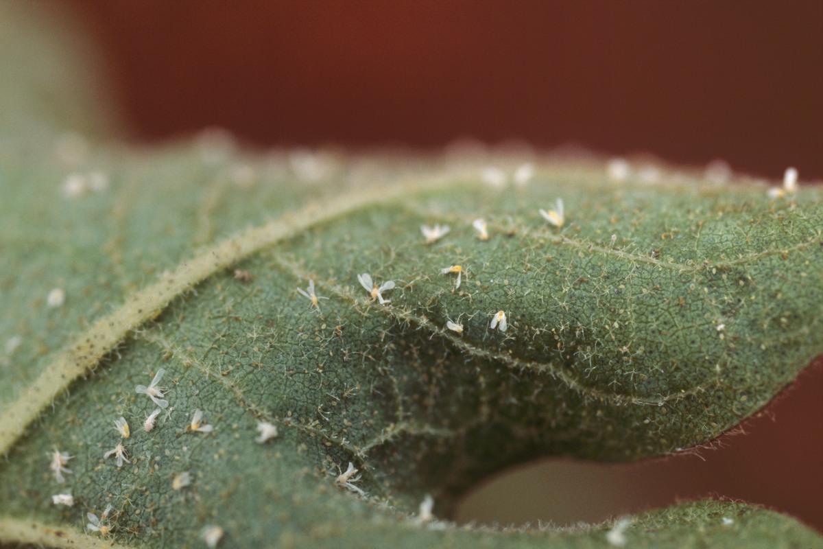 Aleurodes mortes de mycose sur cotonnier, Brésil © Pierre Silvie